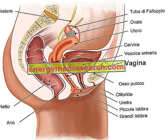 vyro lytinis organas erekcijos metu