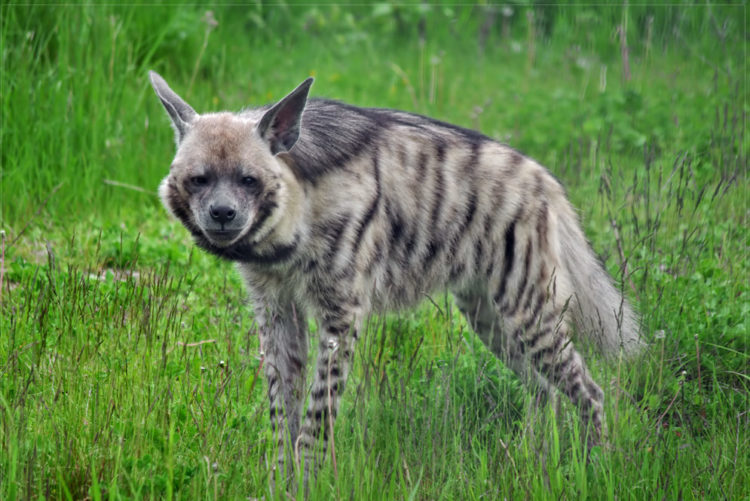 moterų hiena turi varpą