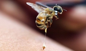 bitė ant varpos normalus varpos dydis storio