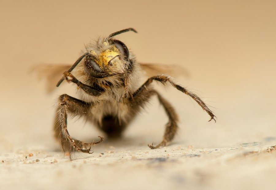 bitė ant varpos kaip padidinti nario ilgio nuotrauka