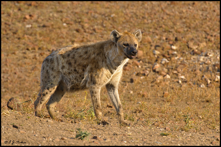moterų hiena turi varpą