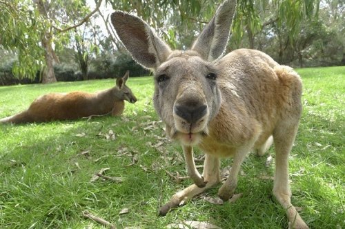 kengūros varpos